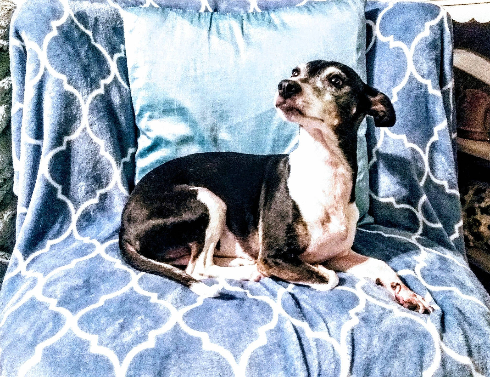 Sega joined the competition — help win amazing prizes! art, canidae, carnivore, comfort, companion_dog, dog, dog_breed, dog_supply, fawn, guard_dog, linens, pattern, paw, sitting, snout, sporting_group, terrestrial_animal, toy_dog, working_animal, working_dog