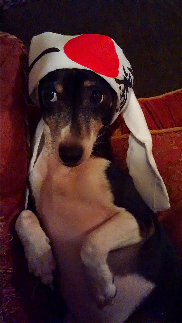 Sega joined the competition — help win amazing prizes! canidae, cap, carnivore, companion_dog, costume_hat, dog, dog_breed, dog_clothes, dog_supply, fawn, fur, happy, non_sporting_group, personal_protective_equipment, puppy, puppy_love, snout, sporting_group, whiskers, working_animal