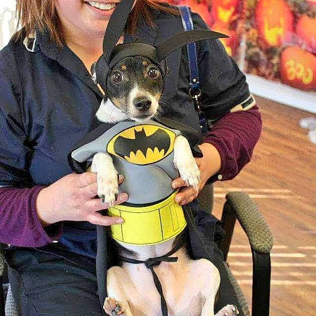 Sega joined the competition — help win amazing prizes! calabaza, canidae, carnivore, clothing, companion_dog, costume, dog, dog_breed, eyewear, fun, gourd, natural_foods, personal_protective_equipment, pumpkin, sitting, smile, sporting_group, t_shirt, thigh, winter_squash