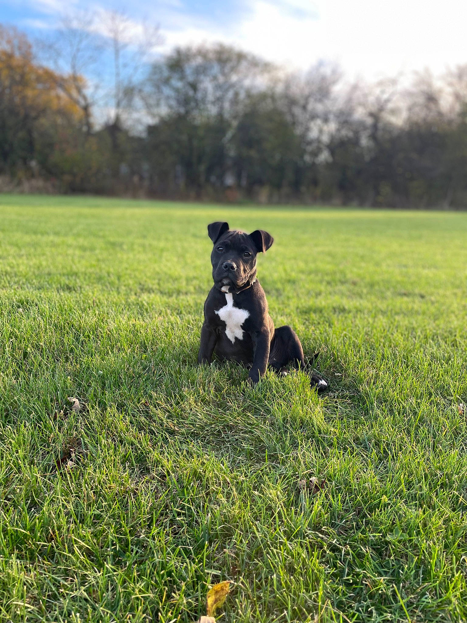 Remi joined the competition — help win amazing prizes! canidae, carnivore, cloud, companion_dog, dog, dog_breed, fawn, grass, grassland, happy, herding_dog, landscape, natural_landscape, plant, prairie, sky, sporting_group, tail, tree, working_animal