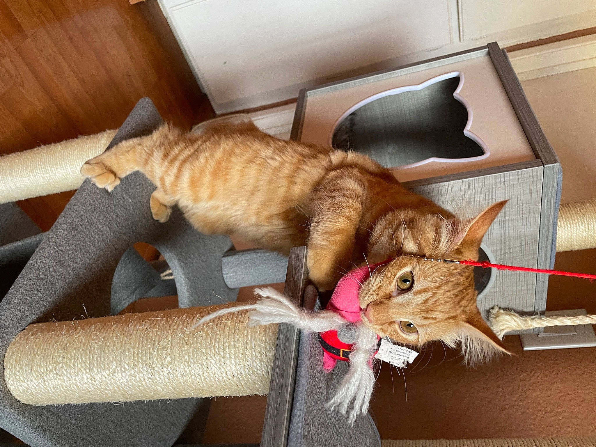 Kyo is registered to the contest to win money with this photo: carnivore, cat, claw, comfort, domestic_short_haired_cat, fawn, felidae, fur, mammal, plant, room, small_to_medium_sized_cats, sporting_group, tail, toy, vertebrate, whiskers, wood