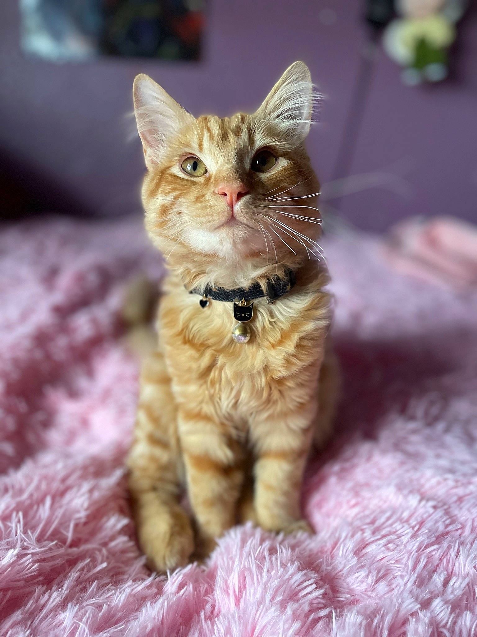 Kyo joined the competition — help win amazing prizes! carnivore, cat, claw, domestic_short_haired_cat, fawn, felidae, fur, paw, small_to_medium_sized_cats, snout, tail, terrestrial_animal, whiskers, wildlife