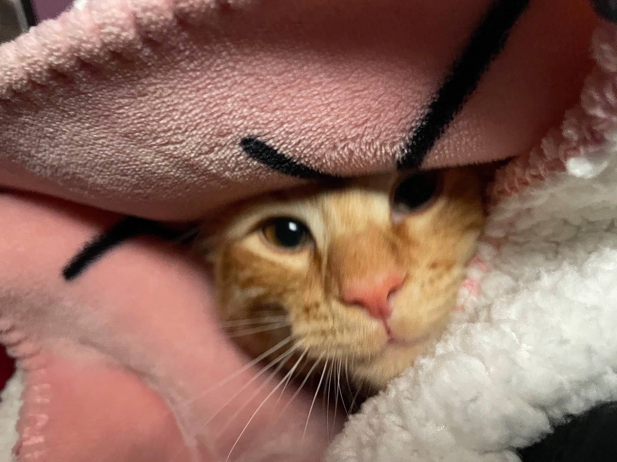 Kyo is registered to the contest to win money with this photo: carnivore, cat, close_up, comfort, domestic_short_haired_cat, ear, eyelash, fang, fawn, felidae, fur, paw, small_to_medium_sized_cats, snout, whiskers