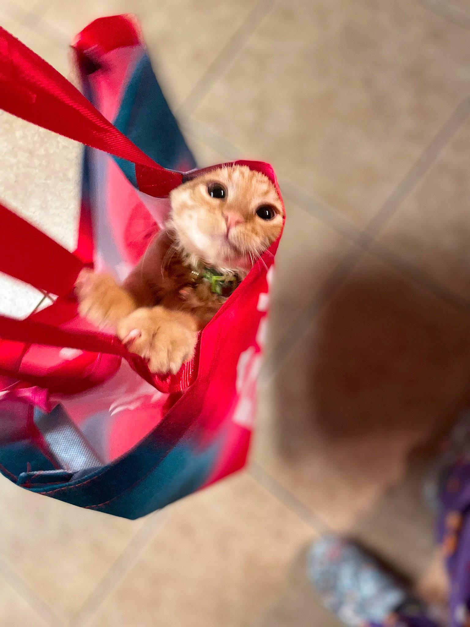 Kyo joined the competition — help win amazing prizes! beak, doll, dress, event, fawn, fictional_character, magenta, ornament, owl, parrot, performing_arts, pet_supply, recreation, rodent, tail, toy, tree, whiskers, wildlife, wing