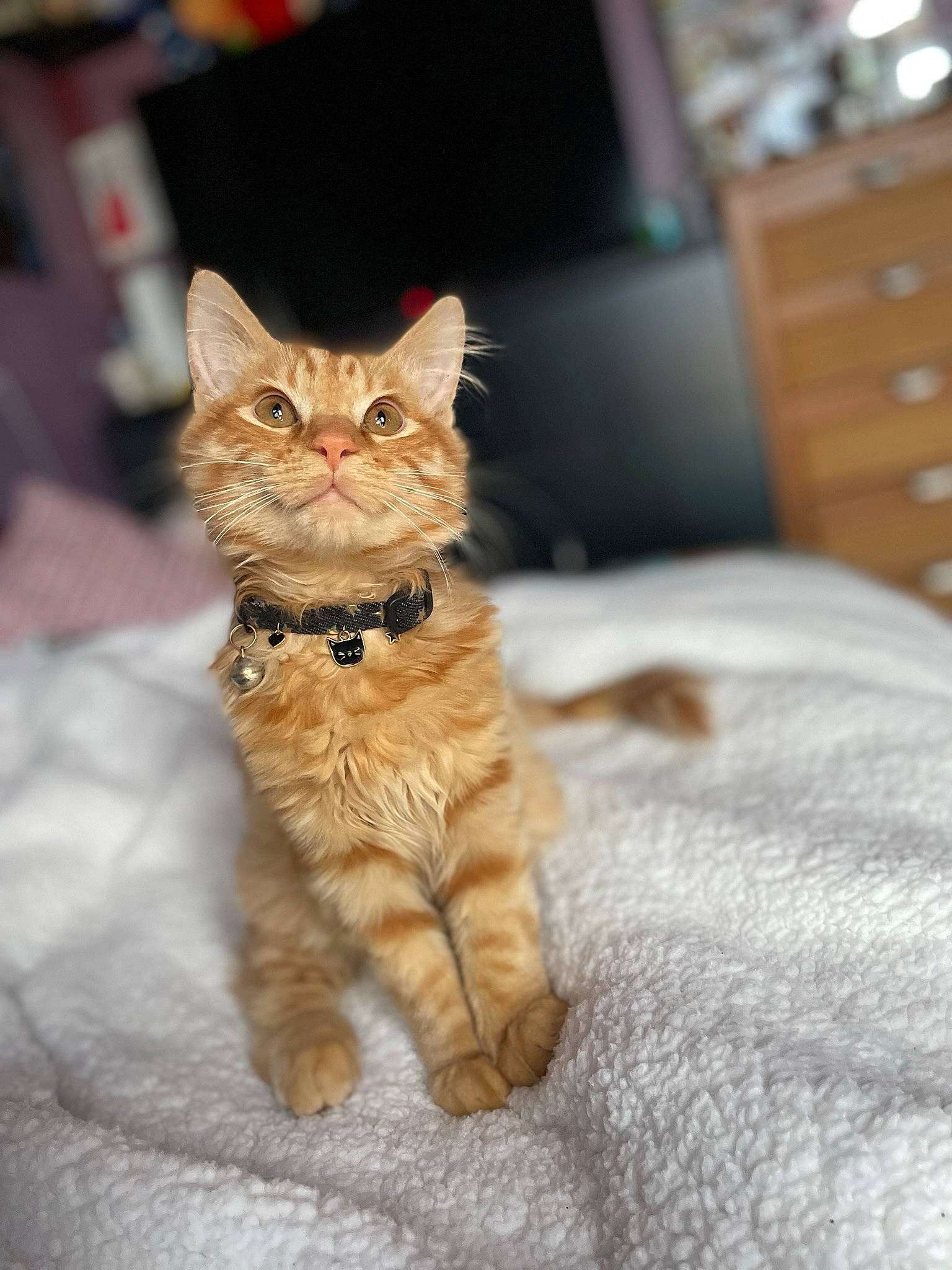 Kyo is registered to the contest to win money with this photo: cabinetry, carnivore, cat, chest, chest_of_drawers, claw, cupboard, domestic_short_haired_cat, drawer, dresser, felidae, flooring, fur, hardwood, nightstand, paw, small_to_medium_sized_cats, tail, whiskers, wood