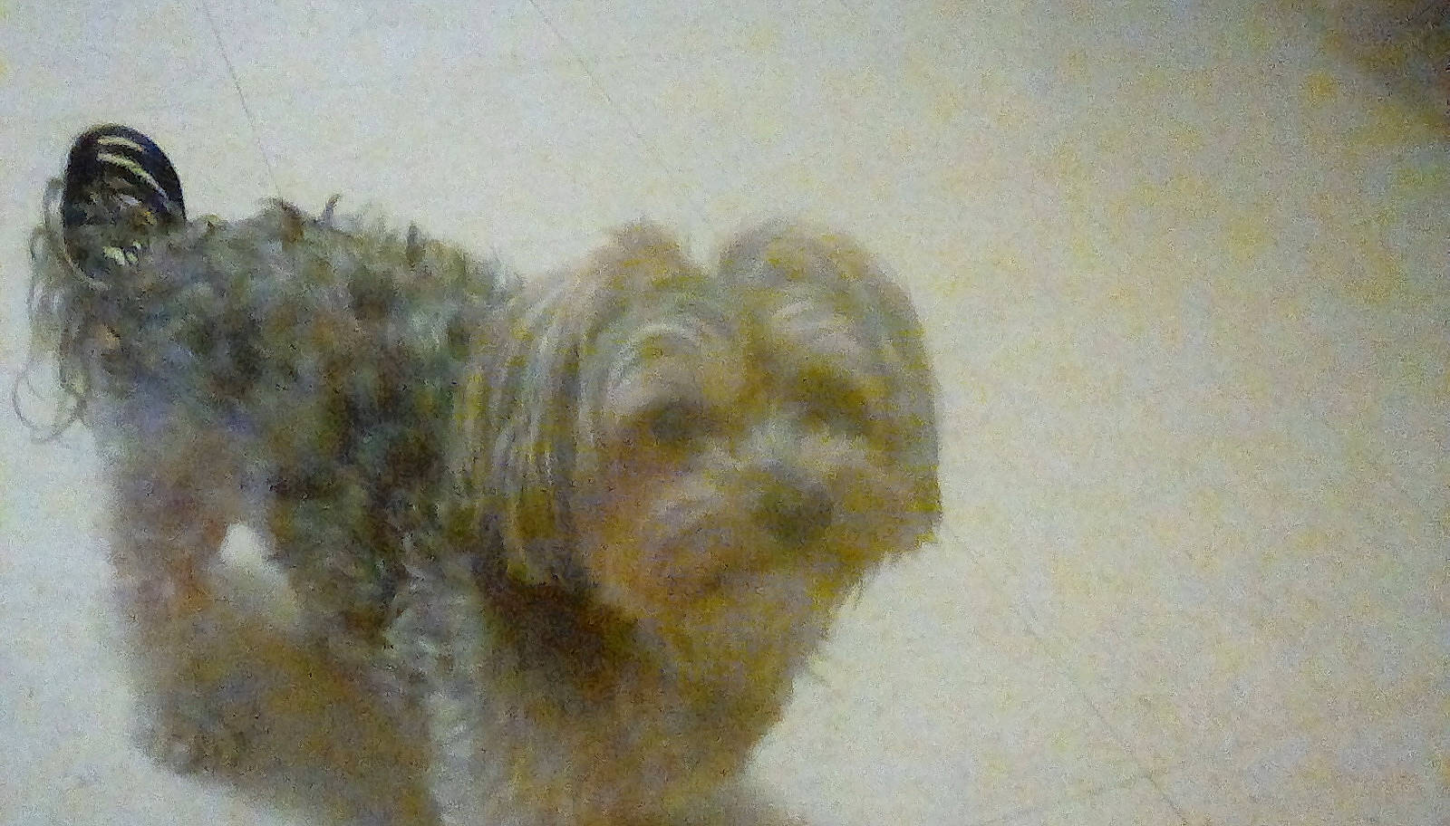 Zoey joined the competition — help win amazing prizes! bolonka, canidae, carnivore, chinese_imperial_dog, cockapoo, companion_dog, dog, dog_breed, havanese, kyi_leo, lhasa_apso, maltepoo, mammal, morkie, poodle_crossbreed, schnoodle, shih_tzu, sporting_lucas_terrier, terrier, tibetan_terrier