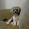 Zoey is registered to the contest to win money with this photo: bolonka, canidae, carnivore, cavapoo, chinese_imperial_dog, cockapoo, dog, dog_breed, havanese, kyi_leo, lhasa_apso, lowchen, maltepoo, mammal, morkie, petit_basset_griffon_vendeen, poodle_crossbreed, shih_tzu, tibetan_terrier, vertebrate