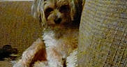 Zoey is registered to the contest to win money with this photo: bolonka, canidae, carnivore, cavachon, cavapoo, cockapoo, companion_dog, dog, dog_breed, havanese, lhasa_apso, maltepoo, mammal, pekapoo, poodle_crossbreed, puppy, schnoodle, shih_poo, shih_tzu, vertebrate