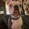 Boss is registered to the contest to win money with this photo: dog, bulldog, french_bulldog, pet, animal, tongue_out, ears, close_up, portrait, sitting, indoors, living_room, couch, collar, white_dog, brown_patches, black_nose, funny, cute, home_decor