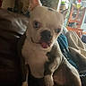 dog, french_bulldog, puppy, pet, animal, portrait, sitting, tongue_out, cute, funny, white_coat, gray_patches, large_ears, short_snout, indoors, living_room, couch, blanket, plants, home_decor