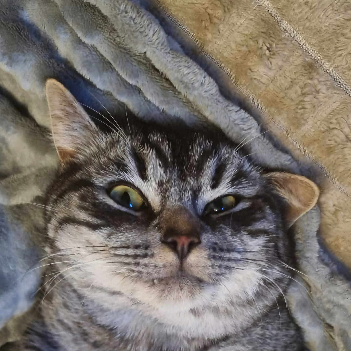 Bruno joined the competition — help win amazing prizes! animal, blanket, cat, close_up, cozy, cute, ears, feline, fur, indoor, lying_down, mammal, nose, pet, portrait, relaxed, sleepy, striped, tabby, whiskers