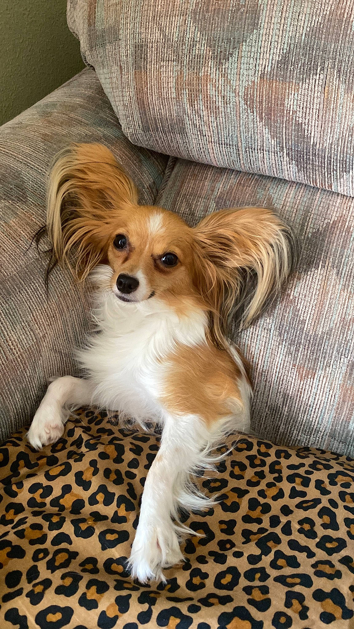 Rose joined the competition — help win amazing prizes! canidae, carnivore, chair, companion_dog, dog, dog_breed, dog_supply, door, fawn, fur, liver, puppy, snout, spaniel, sporting_group, terrestrial_animal, toy_dog, whiskers, wood, working_animal