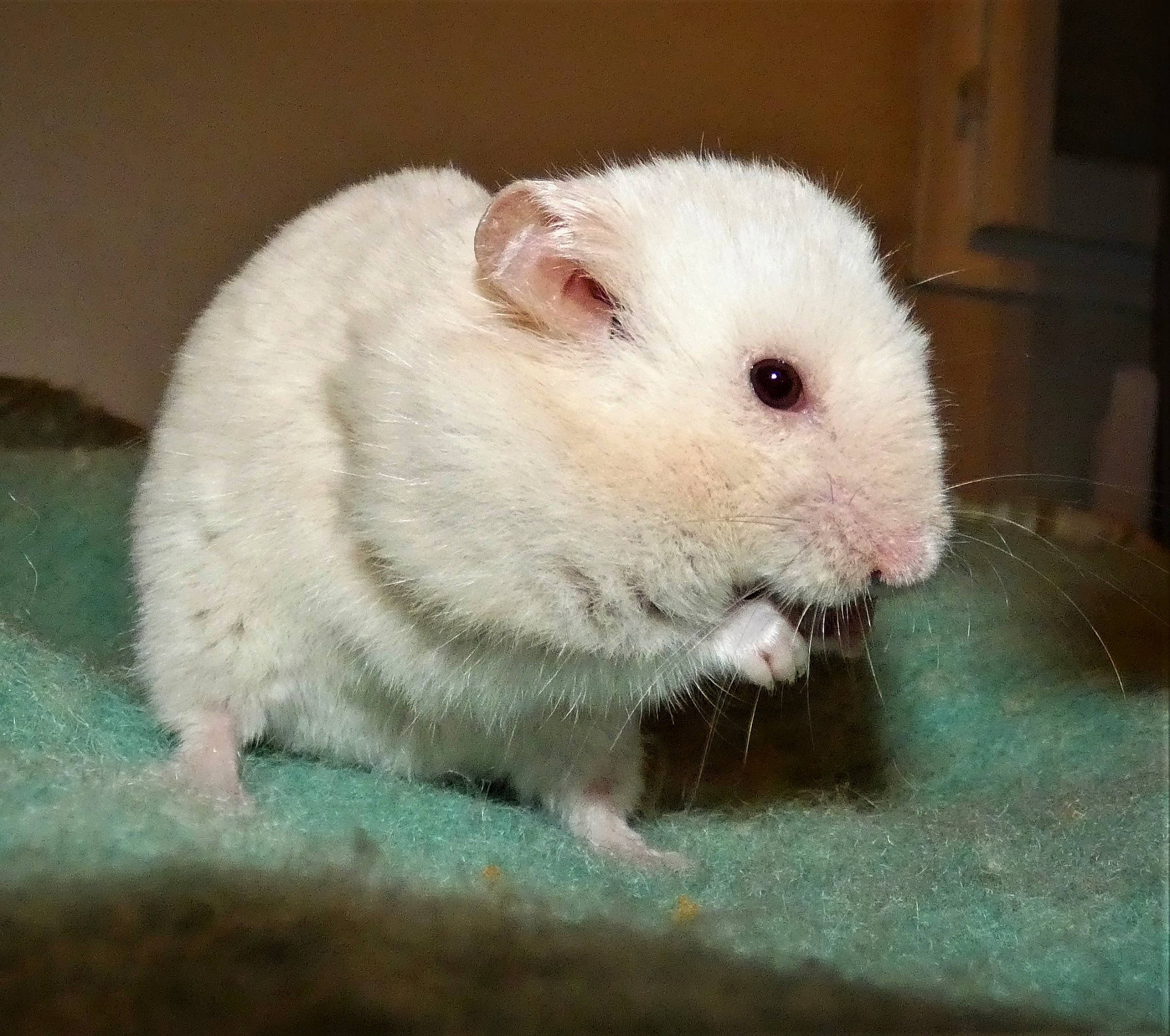 Hamtaro participe au concours pour gagner de l'argent avec cette photo : chinchilla, claw, eye, fawn, fur, gerbil, guinea_pig, hamster, iris, mammal, mouse, muridae, muroidea, nose, rat, rodent, skin, snout, vertebrate, whiskers