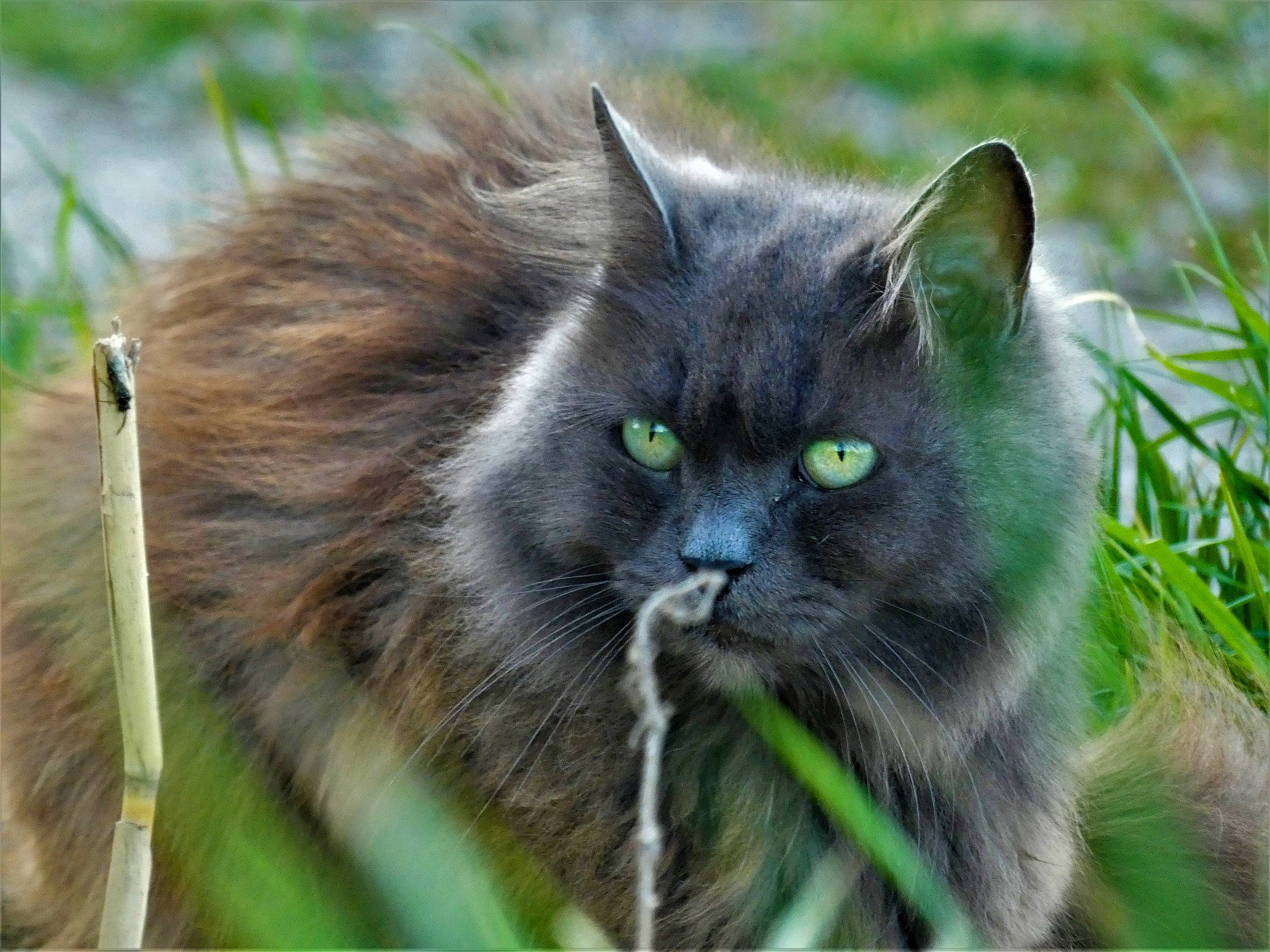 Minouchette participe au concours pour gagner de l'argent avec cette photo : asian_semi_longhair, british_longhair, british_semi_longhair, carnivore, cat, domestic_long_haired_cat, felidae, fur, grass, maine_coon, mammal, nebelung, norwegian_forest_cat, ragamuffin, siberian, small_to_medium_sized_cats, vertebrate, whiskers, wild_cat, wildlife