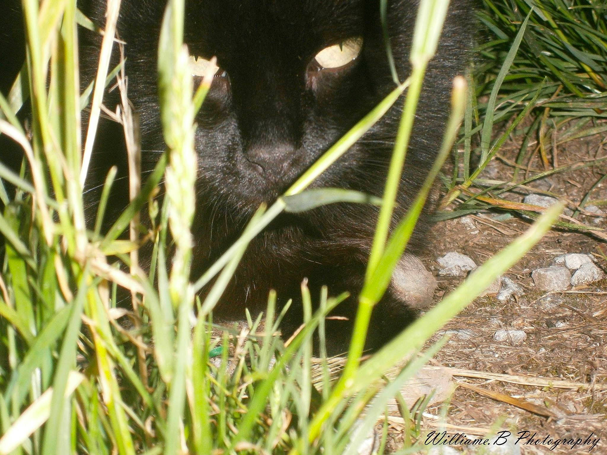 Fidly a rejoint le concours — aidez-le/la à gagner de superbes lots ! grass, grass_family, plant, terrestrial_animal