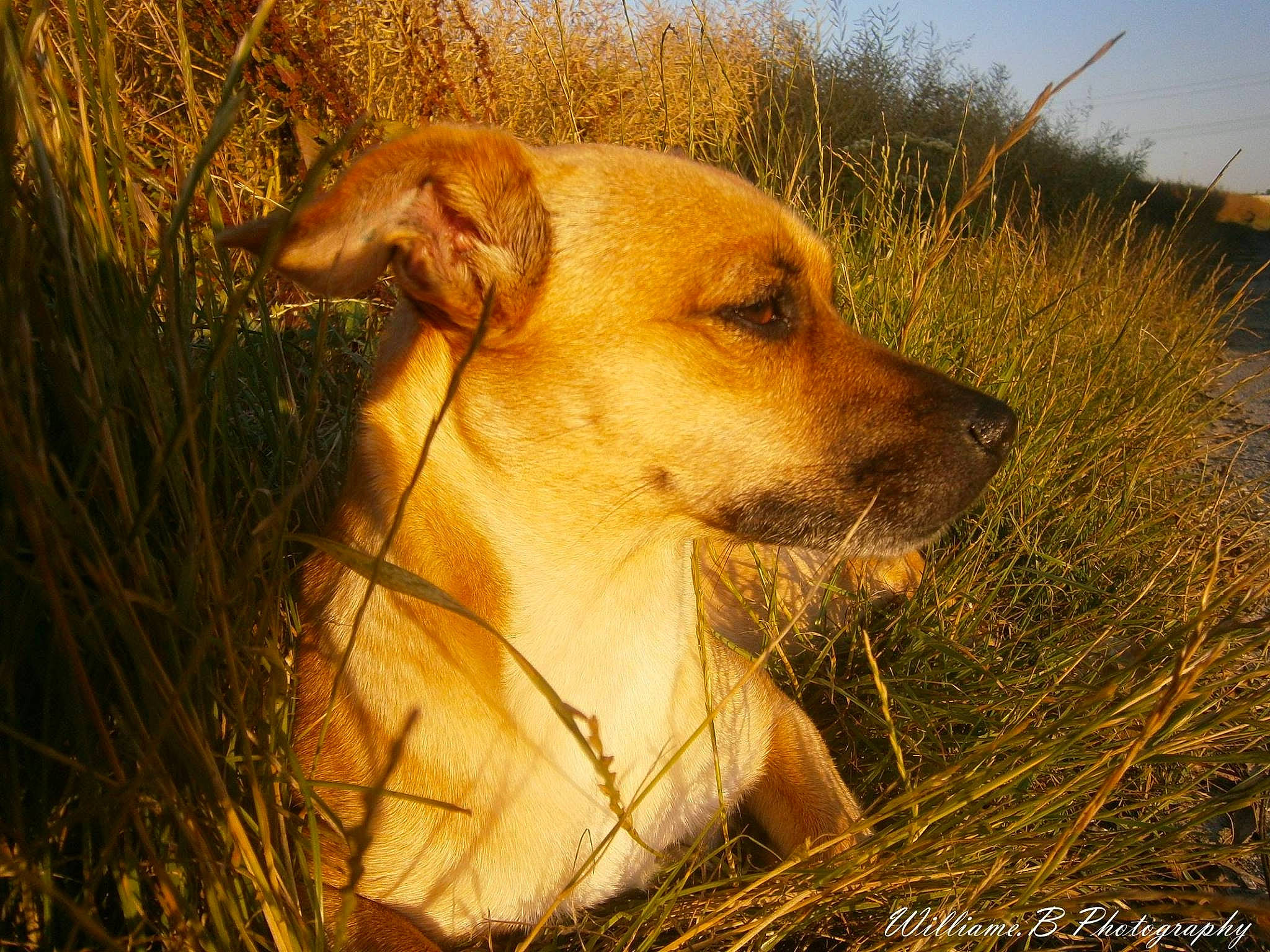 Efira participe au concours pour gagner de l'argent avec cette photo : africanis, canidae, carnivore, companion_dog, dog, dog_breed, fawn, grass, grass_family, hunting_dog, mammal, plant, potcake_dog, snout, sporting_group, vertebrate, whiskers