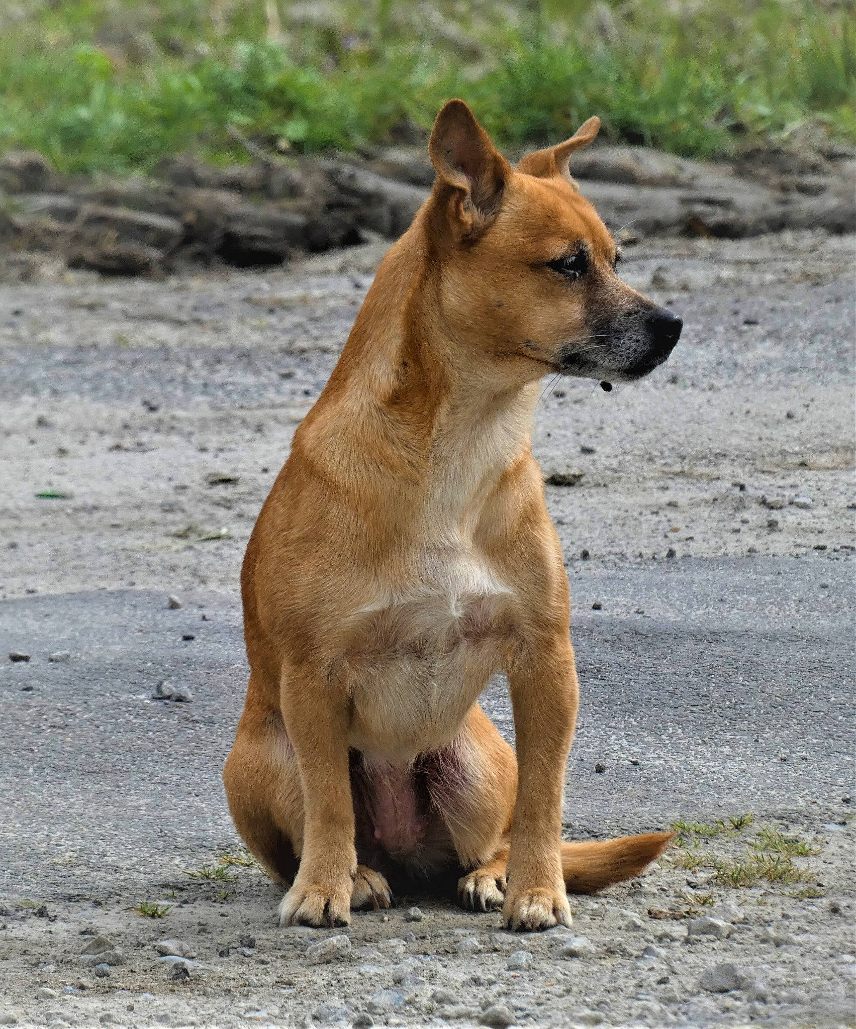 Efira participe au concours pour gagner de l'argent avec cette photo : aspin, canidae, carnivore, carolina_dog, dingo, dog, dog_breed, fawn, mammal, new_guinea_singing_dog, pariah_dog, snout, street_dog, vertebrate, wildlife