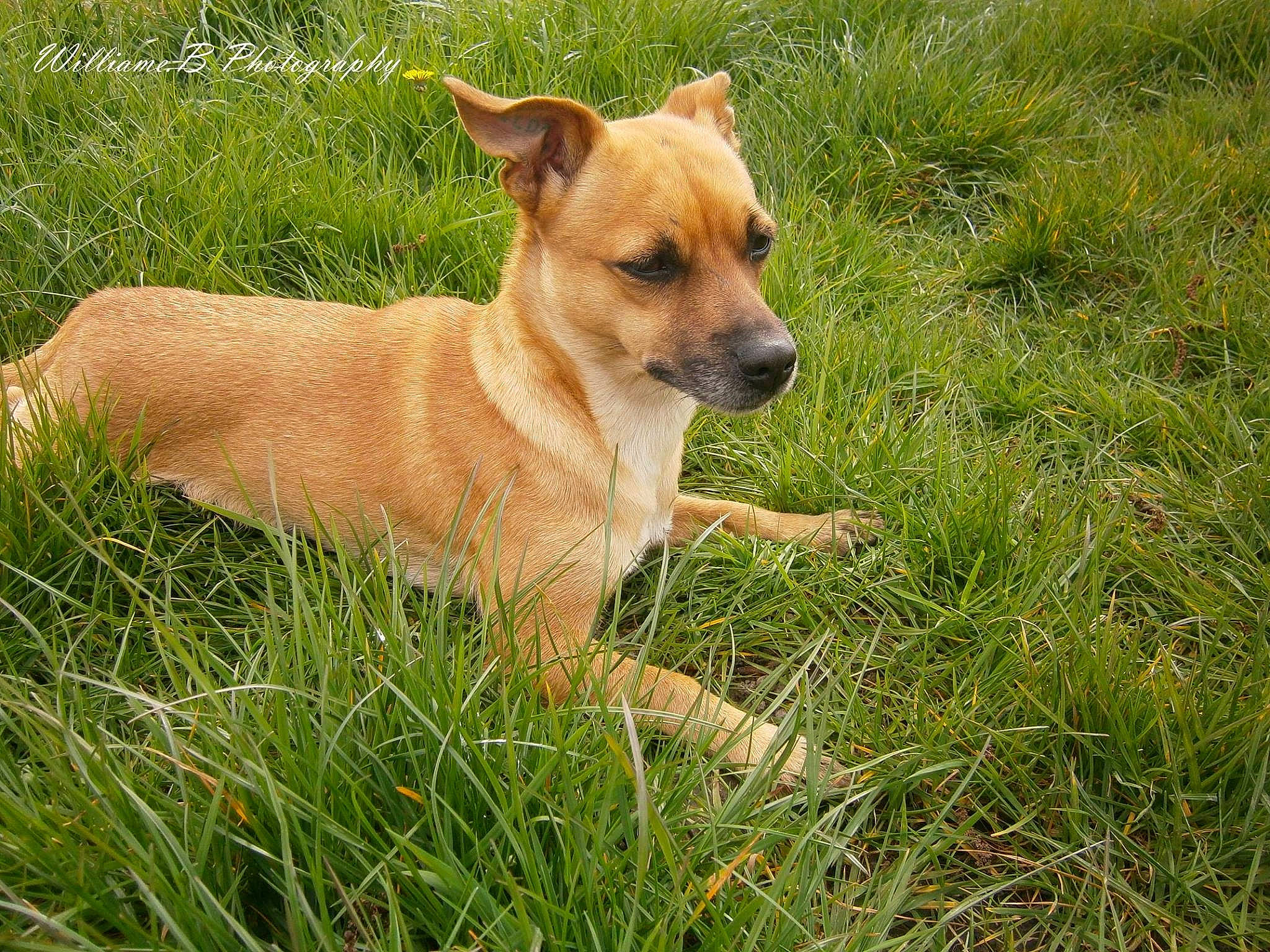 Efira a rejoint le concours — aidez-le/la à gagner de superbes lots ! canidae, carnivore, carolina_dog, companion_dog, dog, dog_breed, fawn, grass, mammal, pariah_dog, plant, potcake_dog, rare_breed_dog, snout, sporting_group, vertebrate