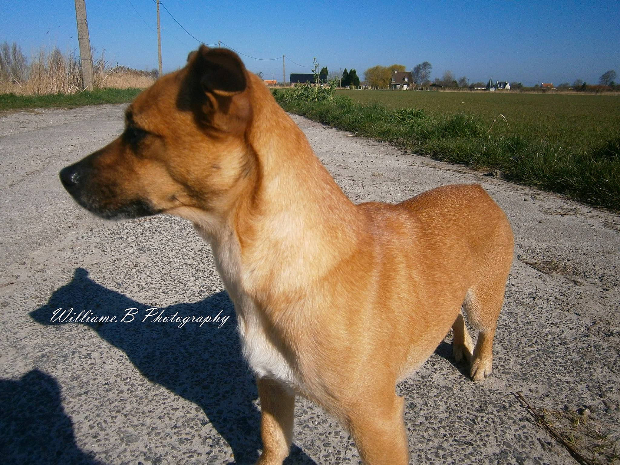 Efira a rejoint le concours — aidez-le/la à gagner de superbes lots ! africanis, ancient_dog_breeds, canidae, carnivore, carolina_dog, companion_dog, dog, dog_breed, fawn, mammal, pariah_dog, rare_breed_dog, street_dog, vertebrate