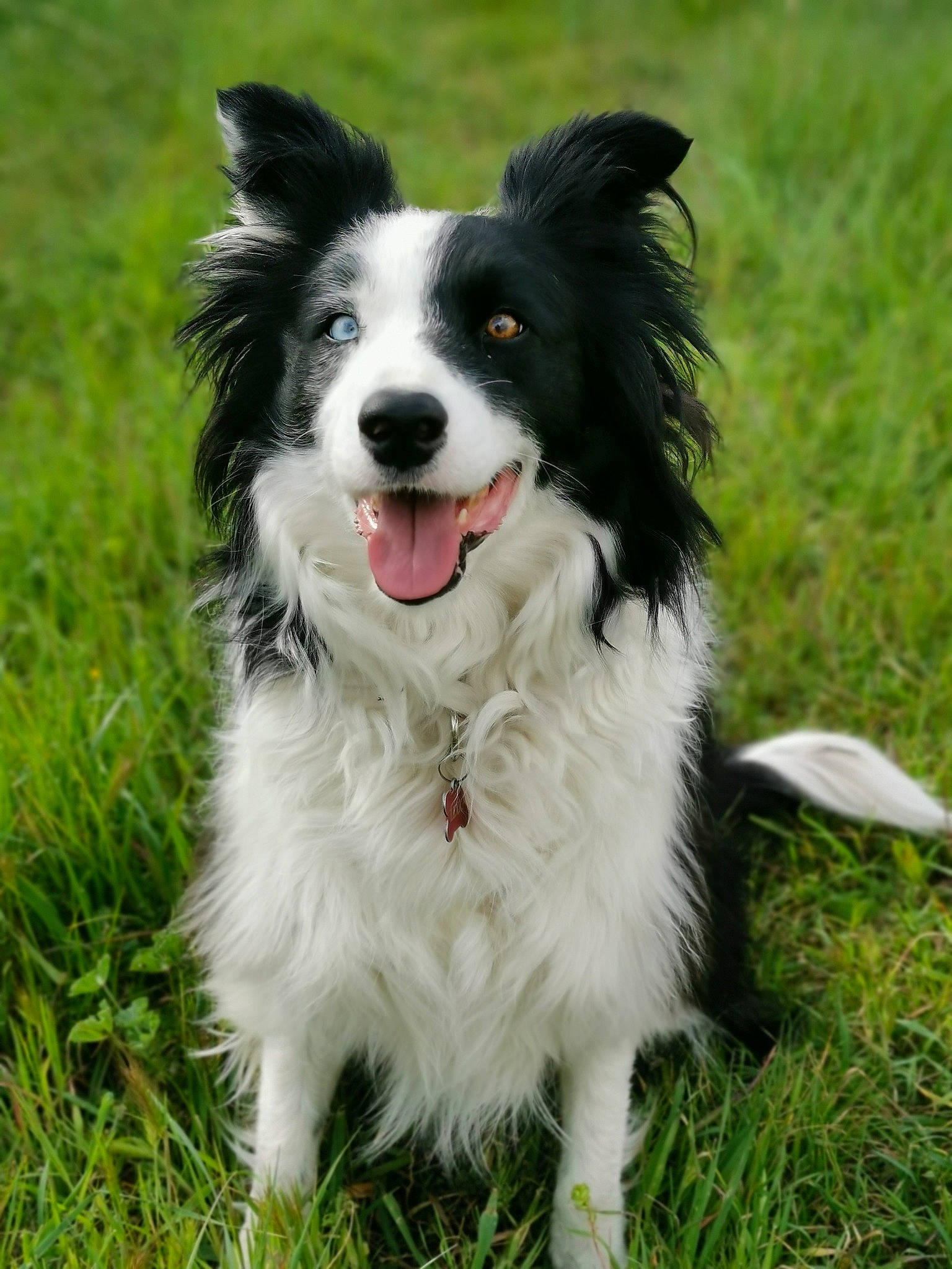 Lexie a rejoint le concours — aidez-le/la à gagner de superbes lots ! australian_collie, border_collie, canidae, carnivore, collar, companion_dog, dog, dog_breed, dog_collar, dog_sports, dog_supply, grass, herding_dog, plant, snout, sporting_group, whiskers, working_dog