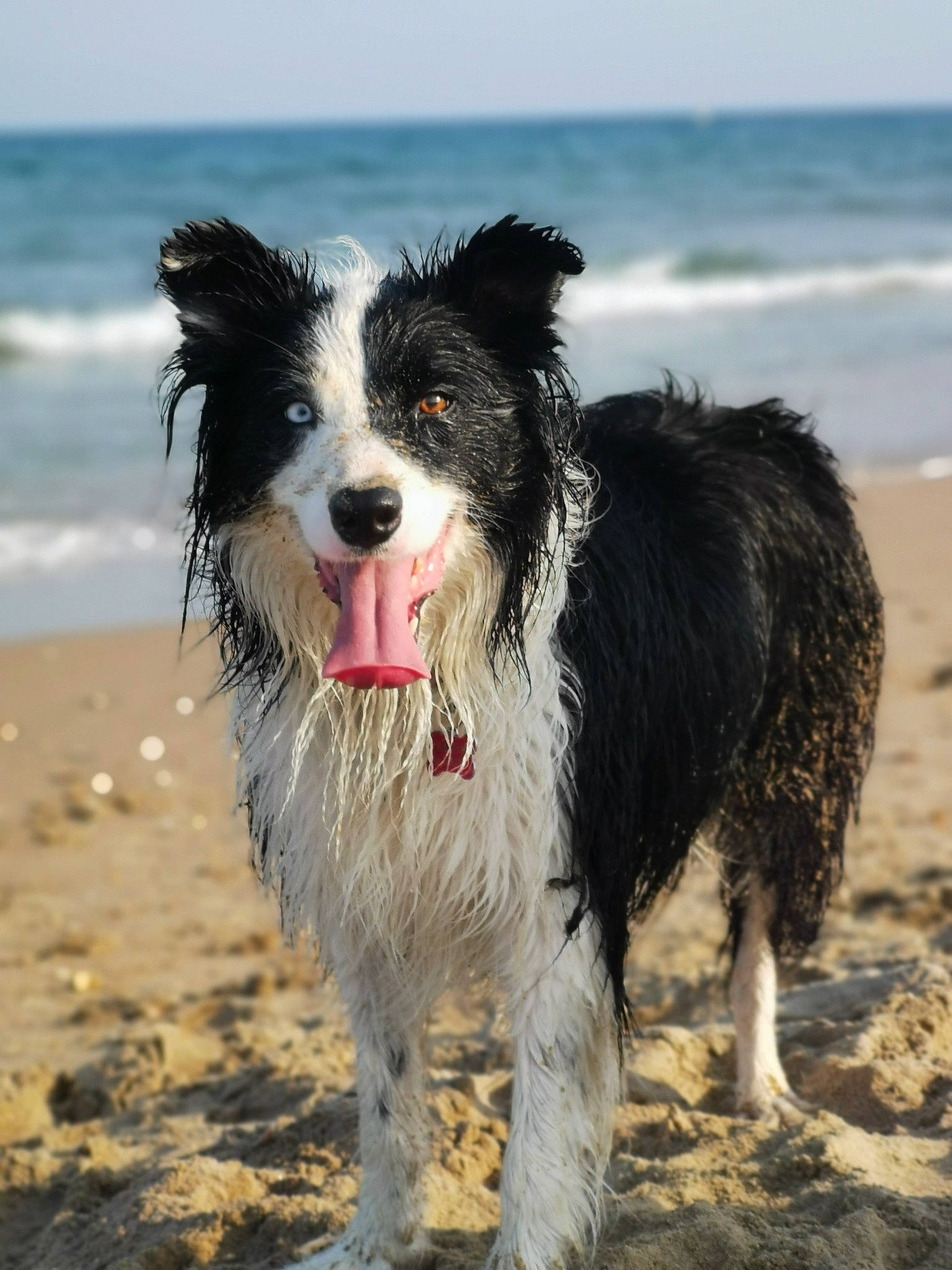 Lexie a rejoint le concours — aidez-le/la à gagner de superbes lots ! beach, canidae, carnivore, companion_dog, dog, dog_breed, dog_supply, herding_dog, ocean, sky, snout, spaniel, sporting_group, terrier, toy_dog, water, water_dog, wave, wind_wave, working_dog