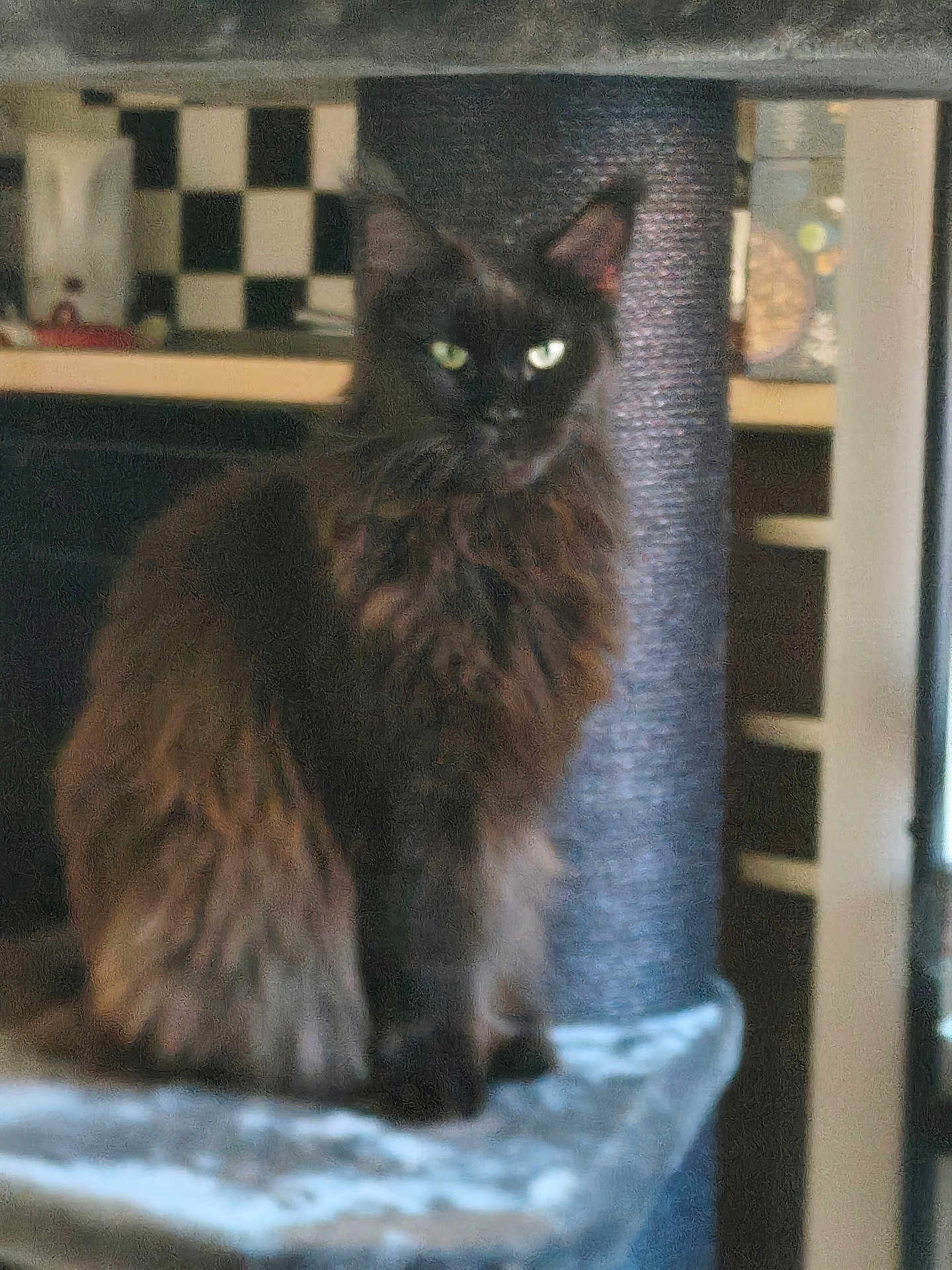 Fifille participe au concours pour gagner de l'argent avec cette photo : cat, feline, pet, indoor, perch, fur, black_cat, animal, domestic_animal, mammal, whiskers, ears, eyes, scratching_post, furniture, sitting, portrait, blurred, background, home