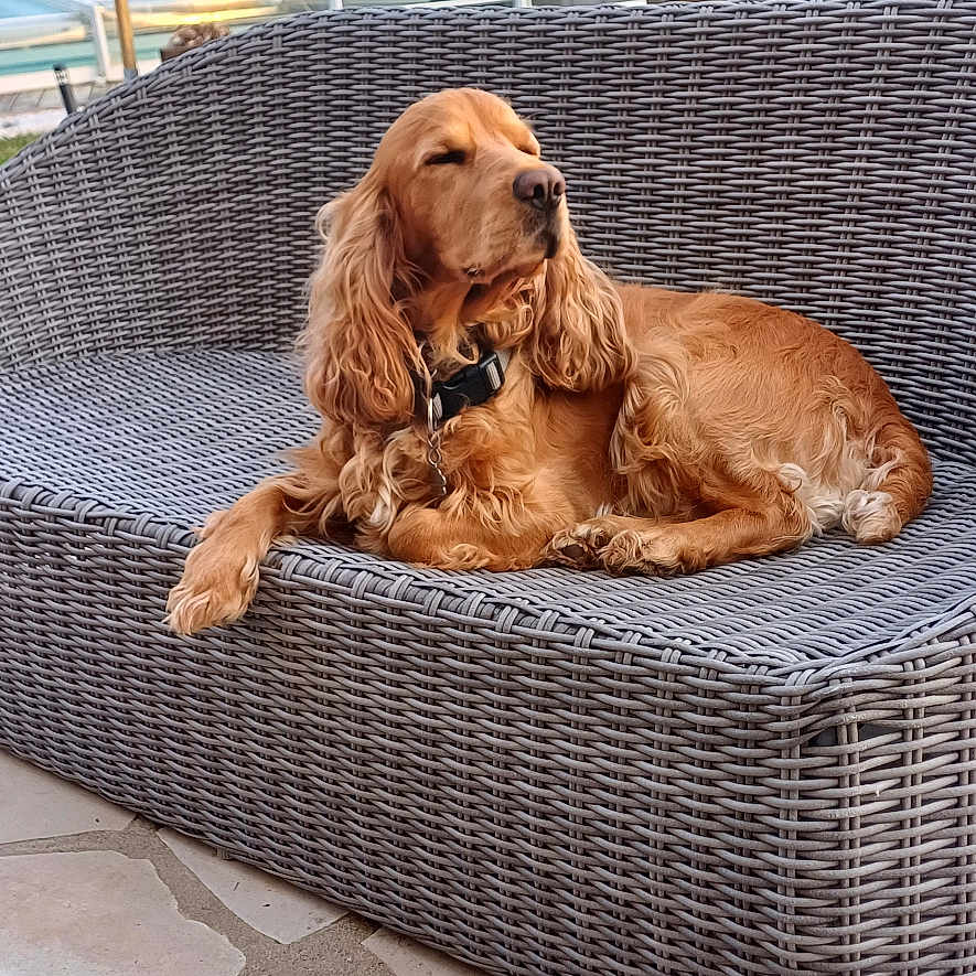 Travel participe au concours pour gagner de l'argent avec cette photo : animal, boy, canine, car, child, clothing, cockerspaniel, couch, dog, dogbed, footwear, jeans, male, pants, person, pet, puppy, shoe, transportation, vehicle