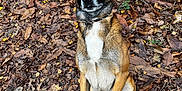 Skool participe au concours pour gagner de l'argent avec cette photo : dog, canine, shepherd, belgian_malinois, sitting, leaves, autumn, forest_floor, collar, attentive, ears_up, portrait, pet, outdoors, brown_fur, white_chest, paws, nature, foliage, trail