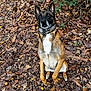 dog, canine, shepherd, belgian_malinois, sitting, leaves, autumn, forest_floor, collar, attentive, ears_up, portrait, pet, outdoors, brown_fur, white_chest, paws, nature, foliage, trail