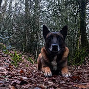 Skool participe au concours pour gagner de l'argent avec cette photo : dog, canine, forest, woodland, leaves, moss, trail, path, outdoors, nature, portrait, close_up, paws, autumn, trees, low_angle, brown, pet, alert, animal