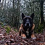 dog, canine, forest, woodland, leaves, moss, trail, path, outdoors, nature, portrait, close_up, paws, autumn, trees, low_angle, brown, pet, alert, animal