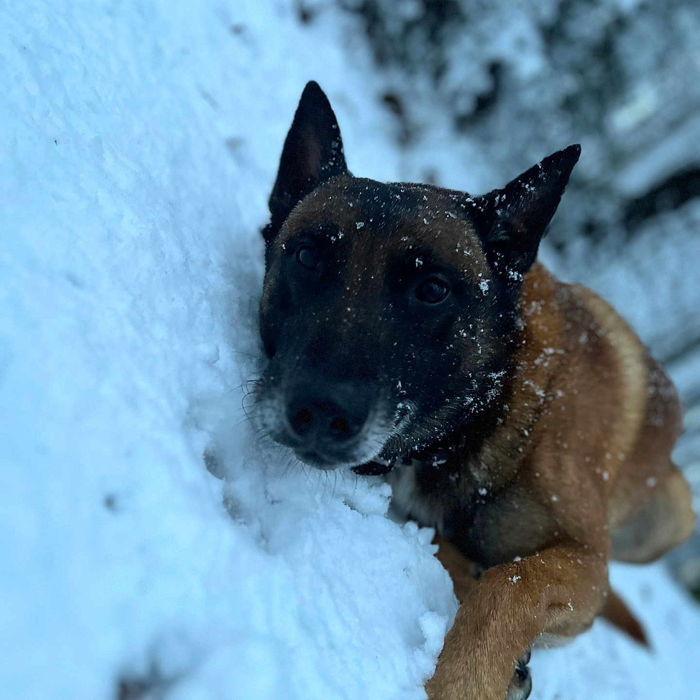 Skool participe au concours pour gagner de l'argent avec cette photo : animal, attentive, black_muzzle, brown_coat, canine, close_up, cold, dog, ears, frosty, nose, outdoor, paw, pet, portrait, shallow_depth_of_field, snow, snowflakes, whiskers, winter