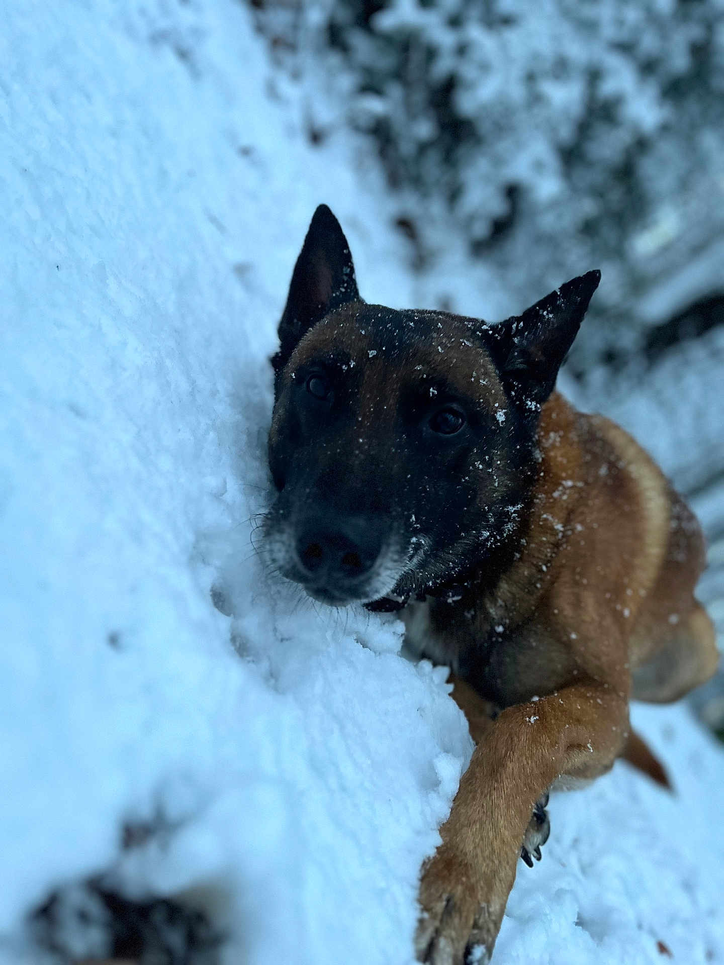 Skool participe au concours pour gagner de l'argent avec cette photo : dog, canine, snow, winter, portrait, close_up, paw, ears, whiskers, nose, outdoor, cold, frosty, brown_coat, black_muzzle, pet, animal, shallow_depth_of_field, snowflakes, attentive