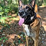 Skool participe au concours pour gagner de l'argent avec cette photo : dog, canine, panting, tongue_out, collar, portrait, outdoor, forest, trail, bokeh, sunlight, happy, brown_coat, alert, ears_up, close_up, pet, muzzle, paws, walking_path