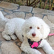 Poops joined the competition — help win amazing prizes! animal, canine, close_up, companion, curly_fur, cute, dog, domestic_animal, friendly, fur, grass, leash, looking_at_camera, nature, outdoor, pet, pink_harness, resting, stone_patio, white_dog