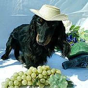 Kynai a rejoint le concours — aidez-le/la à gagner de superbes lots ! dog, dachshund, hat, cowboy_hat, grapes, fruit, decorative_turtle, figurine, black_dog, long_hair, pet, animal, still_life, blue_background, white_background, leaf, vine, cute, portrait, outdoor
