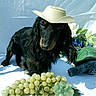 dog, dachshund, hat, cowboy_hat, grapes, fruit, decorative_turtle, figurine, black_dog, long_hair, pet, animal, still_life, blue_background, white_background, leaf, vine, cute, portrait, outdoor