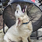 Jimmy joined the competition — help win amazing prizes! animal, collar, concrete, cute, dog, ears, fur, garden_decor, gravel, metal_fan, mouth_open, nose, outdoor, pet, playful, puppy, sitting, tongue, white_dog, young_dog