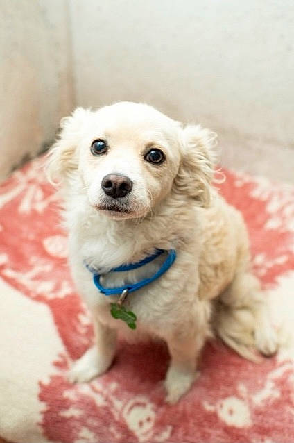 Duke is registered to the contest to win money with this photo: canidae, carnivore, companion_dog, dog, dog_breed, dog_collar, dog_supply, fawn, fur, maltepoo, non_sporting_group, pet_supply, snout, sporting_group, toy_dog, whiskers, working_animal