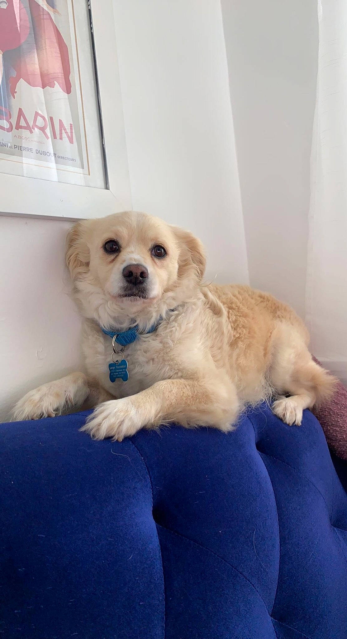 Duke joined the competition — help win amazing prizes! canidae, carnivore, chair, collar, companion_dog, dog, dog_breed, dog_collar, dog_supply, fawn, fur, gun_dog, maltepoo, non_sporting_group, puppy, snout, sporting_group, toy_dog, whiskers, working_animal