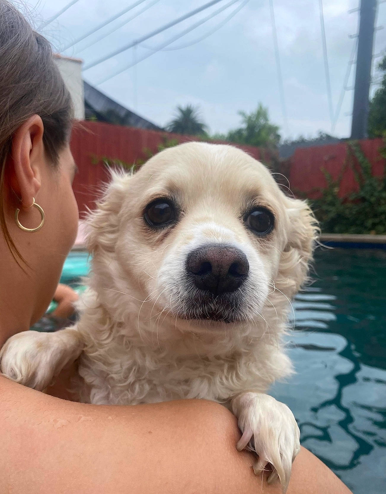 Duke joined the competition — help win amazing prizes! ancient_dog_breeds, canidae, carnivore, cloud, companion_dog, dog, dog_breed, fawn, fur, happy, leisure, non_sporting_group, plant, sky, snout, sporting_group, water, whiskers, working_dog