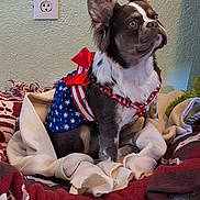 Shelby joined the competition — help win amazing prizes! dog, pet, blanket, indoor, costume, red, white, blue, stars, stripes, bed, furniture, ears, fur, cute, alert, small_dog, domestic_animal, decor, wall
