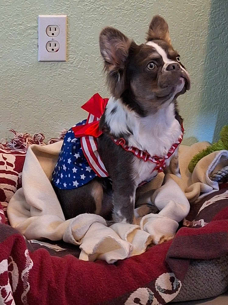 Shelby joined the competition — help win amazing prizes! dog, pet, blanket, indoor, costume, red, white, blue, stars, stripes, bed, furniture, ears, fur, cute, alert, small_dog, domestic_animal, decor, wall