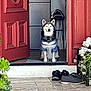 dog, husky, striped_shirt, doorway, red_door, shoes, plants, porch, pet, animal, front_door, waiting, sitting, house_entrance, floor_tiles, outdoor, domestic, canine, fur, ears