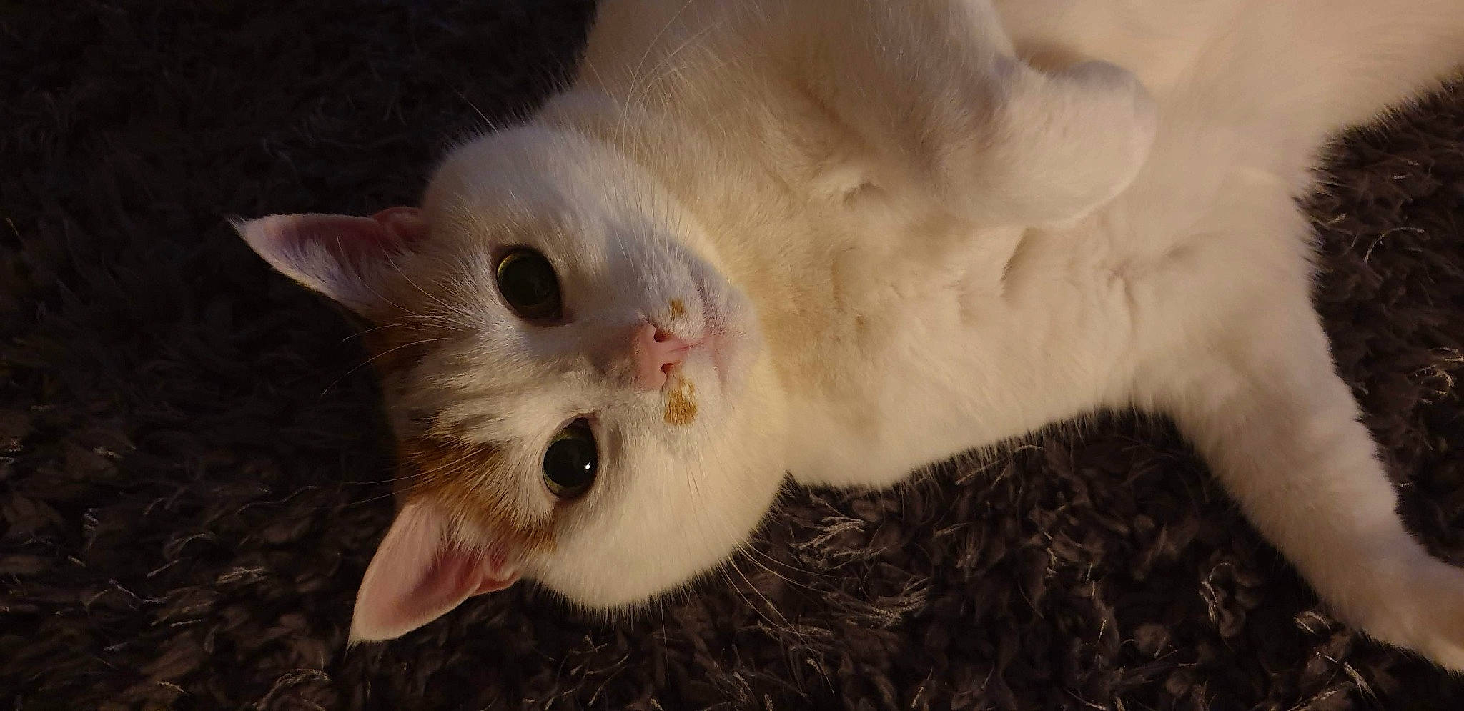 Leah joined the competition — help win amazing prizes! carnivore, cat, claw, domestic_short_haired_cat, ear, eye, fang, fawn, felidae, fur, head, jaw, paw, small_to_medium_sized_cats, snout, tail, terrestrial_animal, whiskers