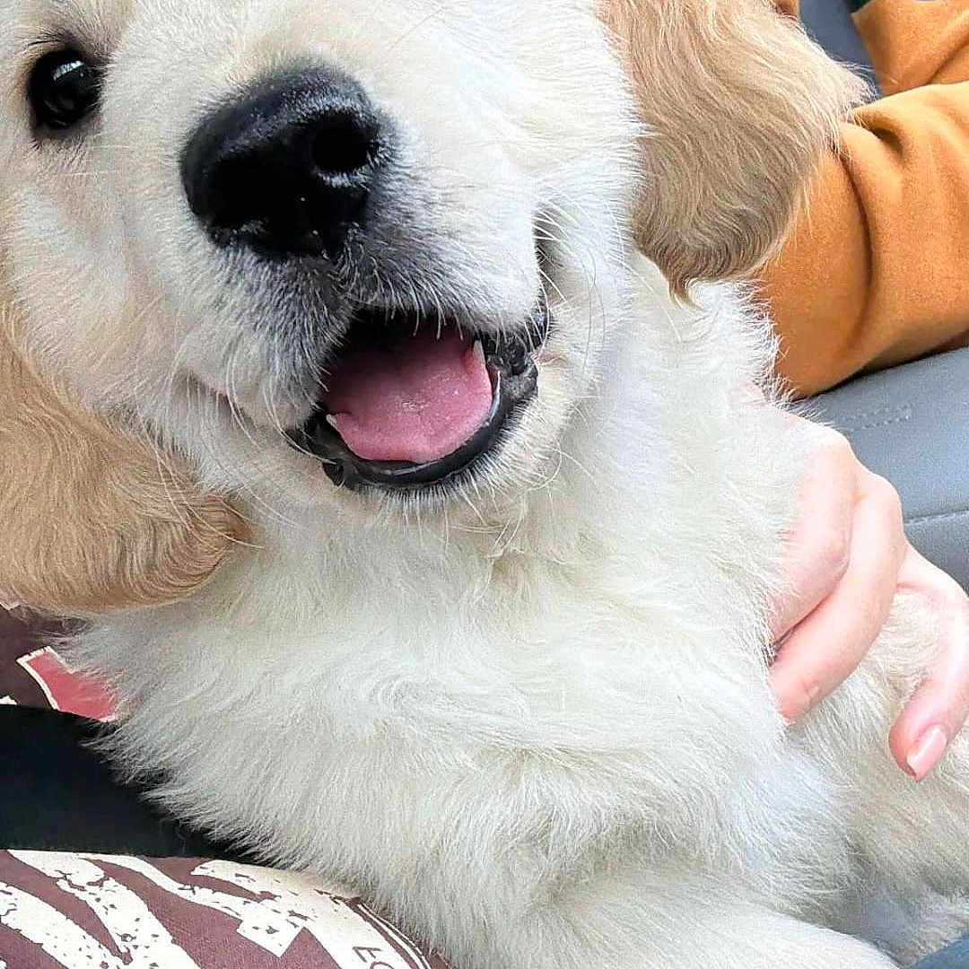 Teddy is registered to the contest to win money with this photo: animal, ball, bodypart, canine, cockerspaniel, dog, eskimodog, football, goldenretriever, hound, labradorretriever, mouth, person, pet, puppy, sleeping, soccer, soccerball, sport, whitedog