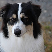 Alya a rejoint le concours — aidez-le/la à gagner de superbes lots ! dog, animal, pet, black_and_white, fluffy, outdoor, portrait, cute, fur, muzzle, ears, eyes, nature, canine, closeup, face, friendly, companion, domestic_animal, adorable