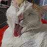 adorable, animal, cat, closeup, cute, domestic, face, feline, fur, indoor, mammal, orange_fur, pet, relaxed, sleepy, tongue, tongue_out, whiskers, white_fur, yawning