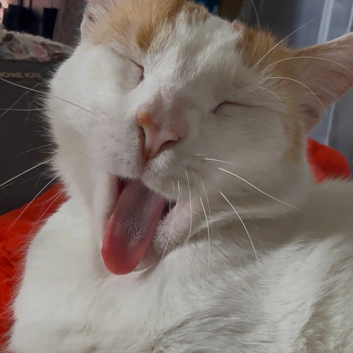 Ed