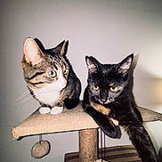 Moon a rejoint le concours — aidez-le/la à gagner de superbes lots ! cat, tabby_cat, tortoiseshell_cat, pet, animal, feline, cat_tree, platform, paws, whiskers, indoor, domestic_animal, curious, relaxed, fur, ears, eyes, playing, hanging_toys, home